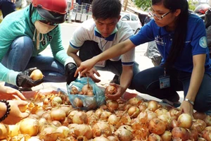 'Giải cứu' hành tây giúp nông dân Đà Lạt