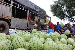Nông sản 'bí' đầu ra: Sao mãi không ai chịu trách nhiệm?