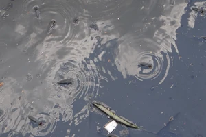 Tìm loại cá thích hợp với kênh Nhiêu Lộc- Thị Nghè