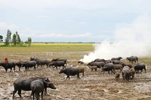 Trở lại Đồng chó ngáp - Kỳ 1: Một thời đồng hoang cỏ cháy