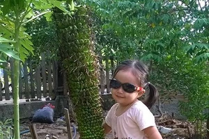 Buồng chuối khai hoa 'mút mùa Lệ Thủy'