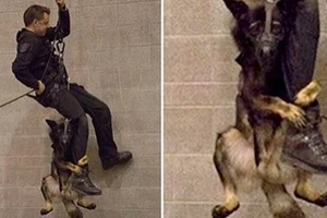 Chú chó cảnh sát 'run như cầy sấy' trong bài tập khó