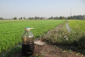 Bắt quả tang tưới nhớt ở 'thủ phủ' rau muống Sài Gòn