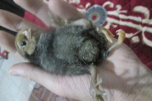 Hiếu kỳ đi xem gà con bốn chân ở Nghệ An