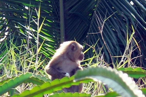 Năm khỉ nói chuyện khỉ: 'Hầu tặc' trả thù 