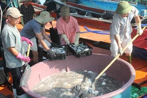 Cấp phát gạo dự trữ cho người dân bị ảnh hưởng do cá chết bất thường