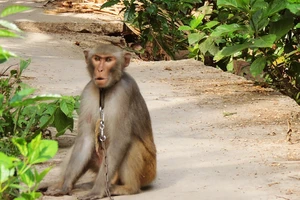 Đã xử lý được con khỉ sổng chuồng cắn liên tiếp nhiều người