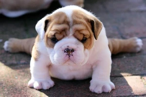 Cùng thư giãn với những động tác yoga 'siêu chuẩn' của loài vật