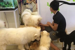 Khóc ròng vì 13 con thú cưng bị giết trong đêm