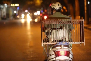 Cần sớm có hướng dẫn về xử lý chó thả rông sau khi bắt nhốt 