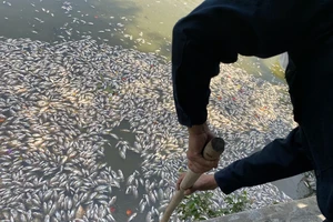 Cá chết nổi trắng hồ Bàu Sen ở Bình Định