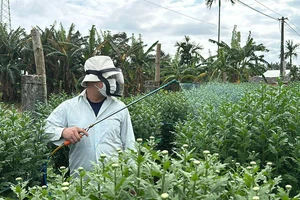 Video: Thủ phủ hoa cúc Tết lớn nhất miền Trung vắng khách mua, nhà vườn lo lắng