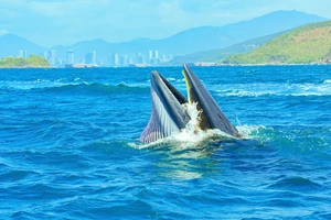 Cá voi săn mồi ở vịnh Nha Trang là loài quý hiếm