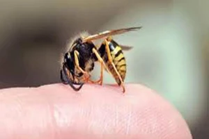 Đồng Tháp: Cụ ông 74 tuổi bị ong đốt hơn 100 vết