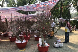 Tự chở cây cảnh cồng kềnh ngày Tết coi chừng bị phạt