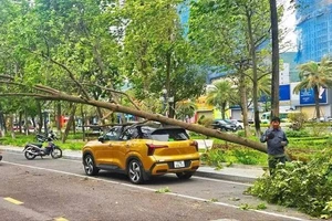 Cây xanh gãy đổ đè ô tô, xe máy: Ai phải bồi thường?