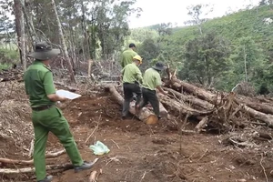 UBND tỉnh Lâm Đồng chỉ đạo điều tra, làm rõ vụ 1,9 ha rừng bị phá hủy