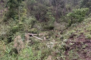 Phó thủ tướng giao Bộ Công an điều tra nạn phá rừng tại Lâm Đồng