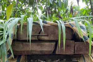 Chở 12 hộp gỗ sao đi bán thì bị kiểm lâm chặn bắt