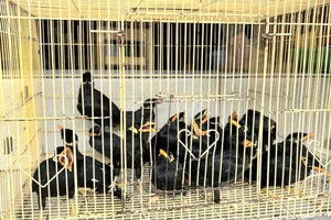1 cửa hàng nuôi nhốt 19 con chim nhồng trái phép