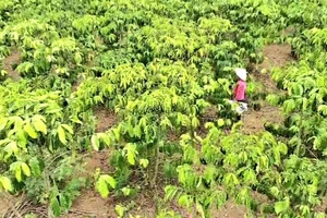 Vụ bón phân vườn cà phê bị vàng lá: Đã có kết quả giám định phân bón