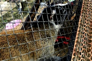 1 hộ dân nuôi nhốt 3 con chồn bạc má trái phép