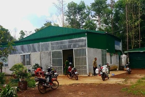 Tấn công người tố giác phá rừng thông ở Lâm Đồng