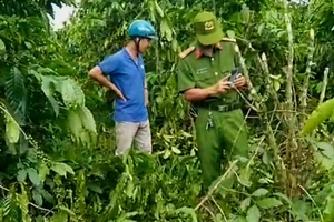 Hơn 60 cây cà phê đang thu hoạch của một người dân bị triệt hạ