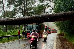 Khẩn trương xử lý cây thông cổ thụ đổ chắn ngang đèo Prenn