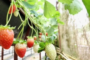 Dâu tây không chỉ là thực phẩm ưa thích của nhiều người mà còn là một "sản phẩm du lịch" của xứ sở ngàn hoa