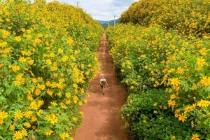 Hoa Dã Quỳ nhuộm vàng cao nguyên Lâm Viên: Hàng ngàn bạn trẻ đổ về check - in