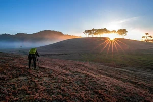 Lên Lâm Đồng dự Festival hoa Đà Lạt: Đừng quên 'check in' đồi cỏ hồng