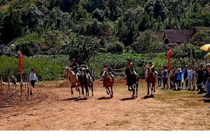 Lạc Dương tổ chức đua ngựa không yên chào mừng Festival hoa Đà Lạt