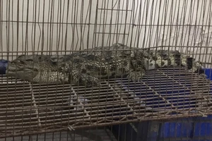 Bắt giữ 1 người vận chuyển rắn hổ chúa