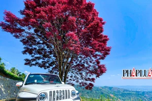 Đi tìm tên thật của cây lá đỏ cô đơn đẹp mê hồn ở Bảo Lâm, Lâm Đồng