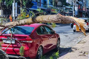 Cây ngân hoa gãy nhánh, đè vỡ kính ô tô đang đậu trên phố
