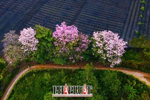 Lên Bảo Lộc ngắm hồng phấn khoe sắc