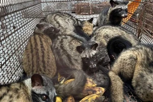 Phát hiện 26 con chồn hương nuôi nhốt trái phép ở Lâm Đồng