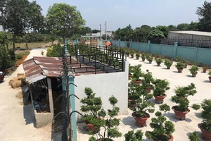 Tòa xử trả đất nhưng quên… chuồng bò