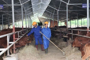 Nuôi 500 con bò phải kiểm kê khí thải nhà kính?