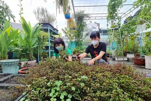 Nhiều mô hình tạo mảng xanh cho TP.HCM được duy trì