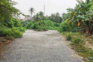 Hải Phòng: 7.400 m2 đất bị bỏ hoang vì vướng tranh chấp