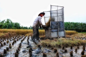 TP.HCM: “Rón rén” xây dựng công trình trên đất nông nghiệp