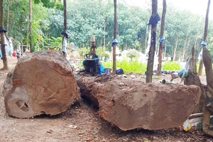 Diễn biến bất ngờ vụ vớt được gỗ lạ sau đó bị phạt 