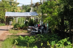 Chó pitbull cắn chết người: Cần thêm quy định để siết chặt