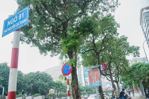 Nỗi niềm cây hoa sữa: “Đâu phải bởi mùi hương”