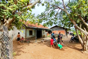 Nhiều trại nuôi heo ở Hải Phòng, Gia Lai gây ô nhiễm