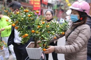 Người dân mua cây quất ưng ý chơi tết ở chợ hoa trên phố Hàng Lược, Hà Nội.