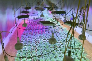 Cơ quan chức năng phát hiện nhiều khu vực trồng cần sa trong nhà.