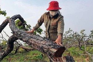 Vụ phá rừng gần 400 ha ở huyện Ea Súp đã được cơ quan chức năng khởi tố vụ án.